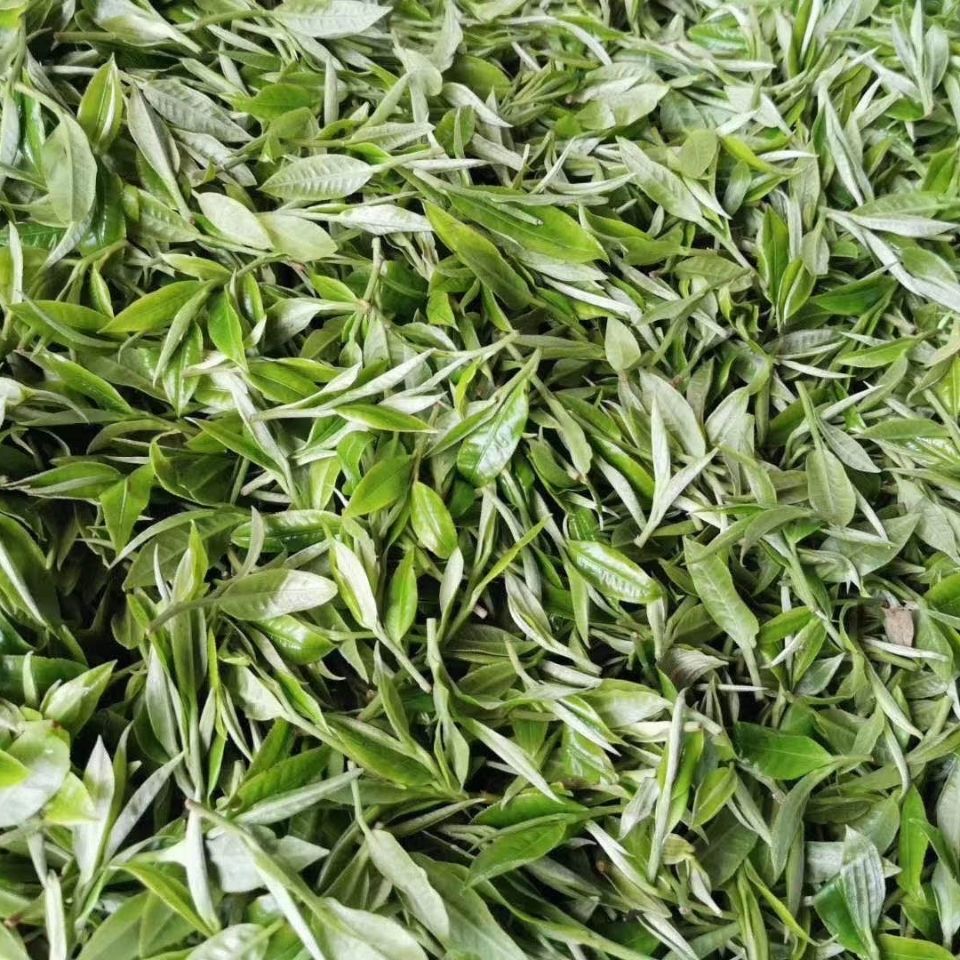 2022年白茶園古樹春茶多少錢一公斤？