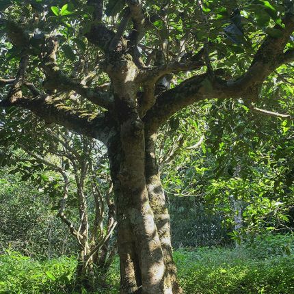 2022年鳳凰窩古樹春茶多少錢一公斤？