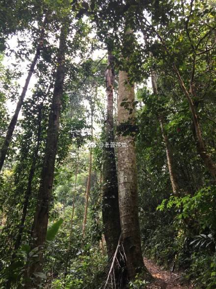 2022年刮風寨茶王樹古樹春茶特點？