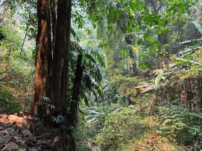 2022年 易武【刮風(fēng)寨】茶王樹——山野林韻之標(biāo)桿