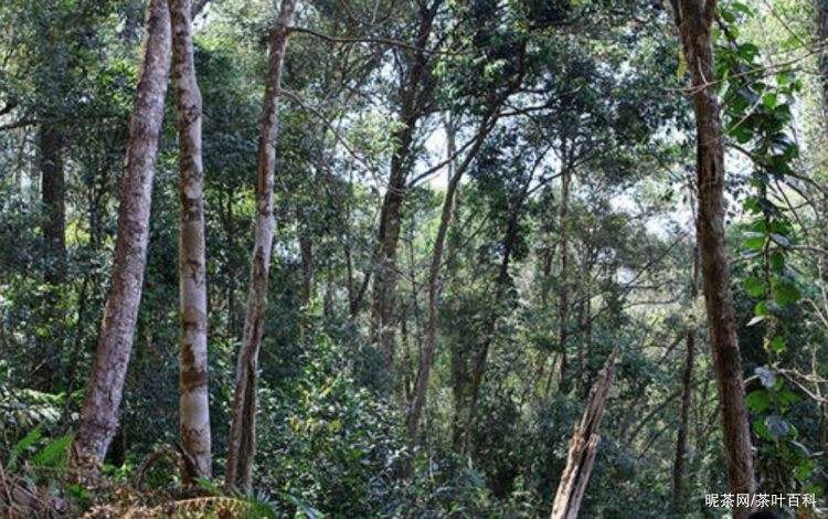 2022年冷水河古樹春茶特點(diǎn)？