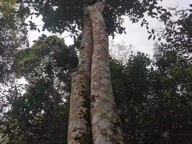 2022年冷水河古樹春茶口感？