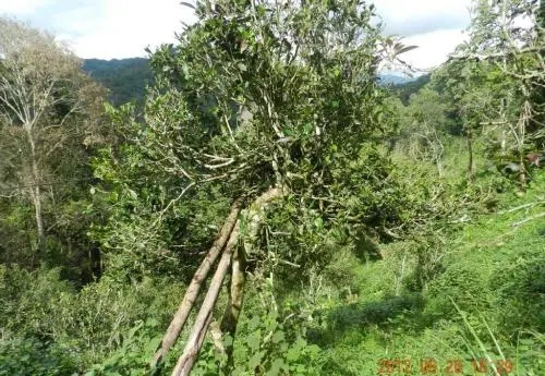 2022白沙河古樹春茶特點？