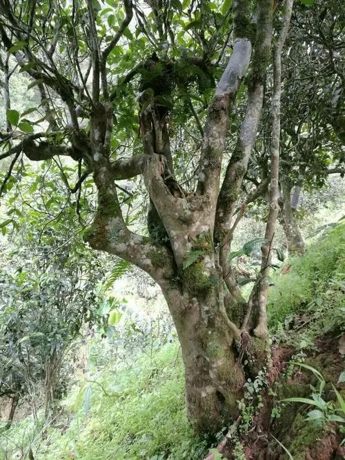 2022年黑水梁子古樹春茶特點(diǎn)？