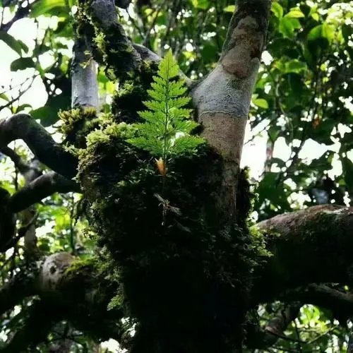 2022年黑水梁子古樹春茶價(jià)格？