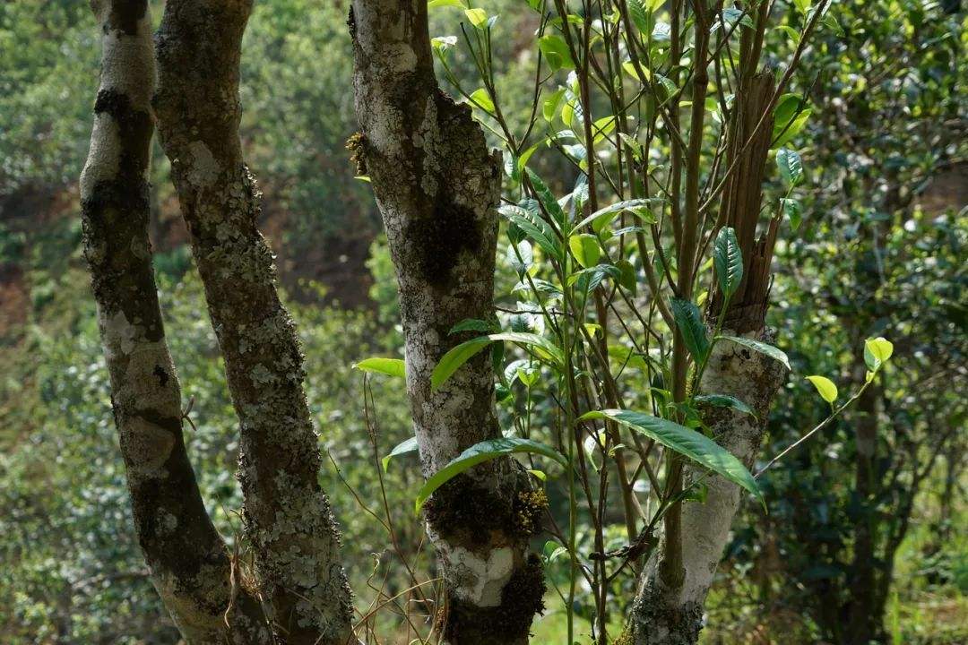 2022年刮風(fēng)寨茶坪古樹春茶特點(diǎn)？