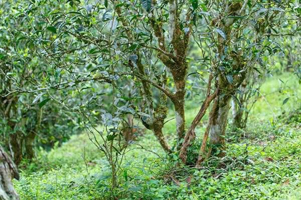 2022年刮風寨茶坪古樹春茶口感？