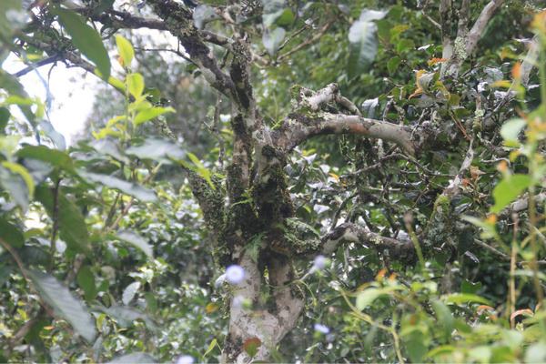 2022年茶氣狂野，香柔蜜韻的刮風寨茶坪古樹茶