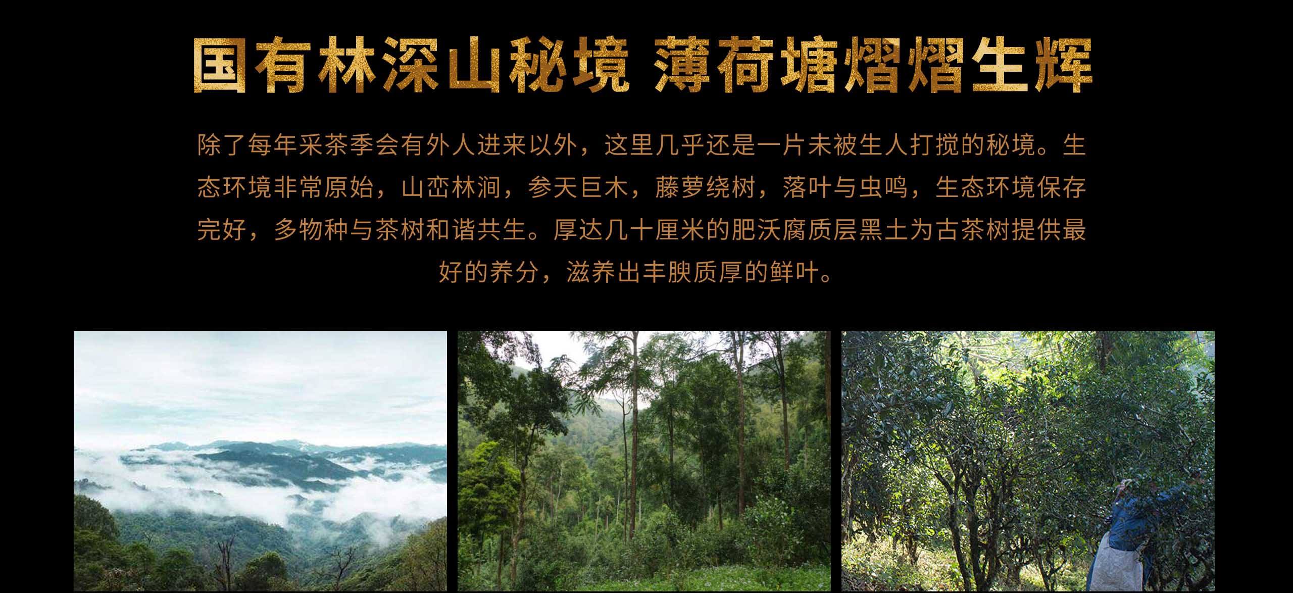 2022年薄荷塘古樹春茶特點(diǎn)？