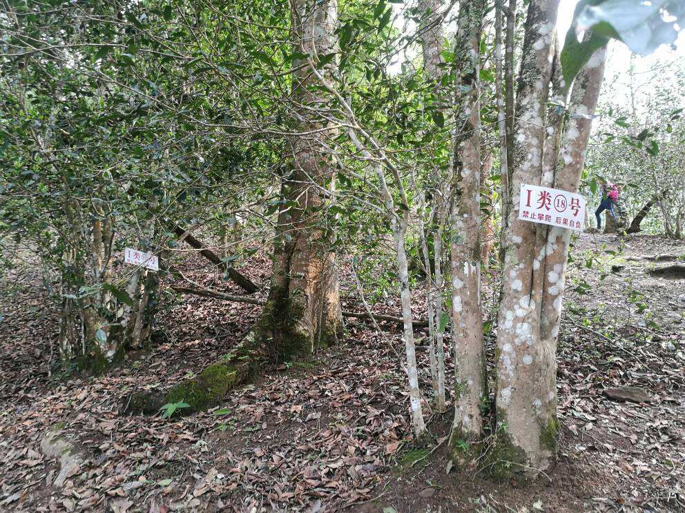 2022年薄荷塘古樹春茶口感？