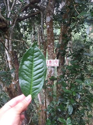 2022年薄荷塘古樹(shù)春茶價(jià)格？