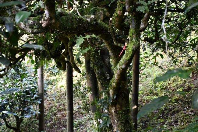 2022年多依樹古樹春茶多少錢一公斤？