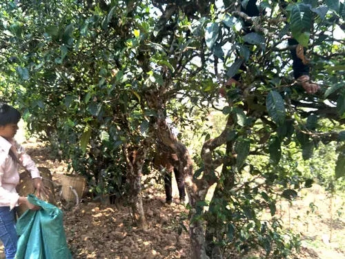 2022年易武張家灣古樹春茶特點？