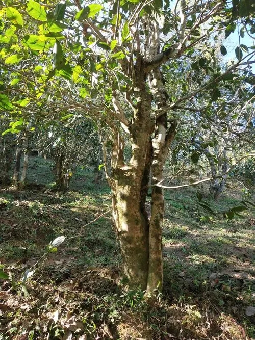 2022年易武張家灣古樹春茶多少錢一公斤？