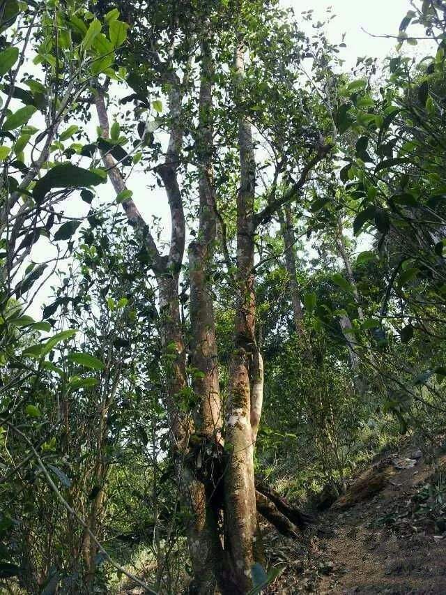 2022年一扇磨古樹春茶口感？