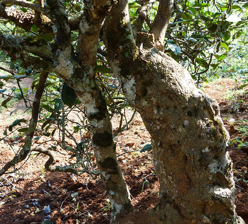 2022年一扇磨山林之息，雨林之味，原始之態(tài)