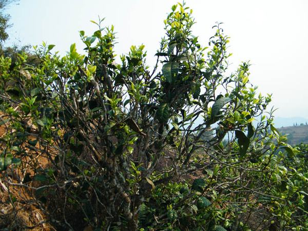 2022年香椿林古樹春茶價(jià)格？