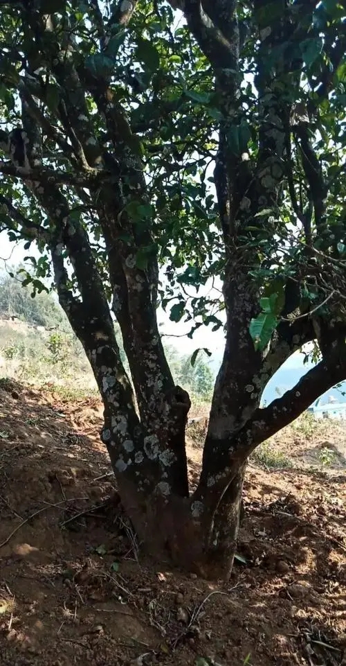 2022年香椿林古樹(shù)春茶多少錢一公斤？