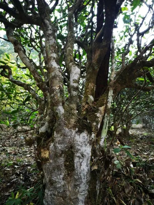 2022年高山寨古樹春茶價格？