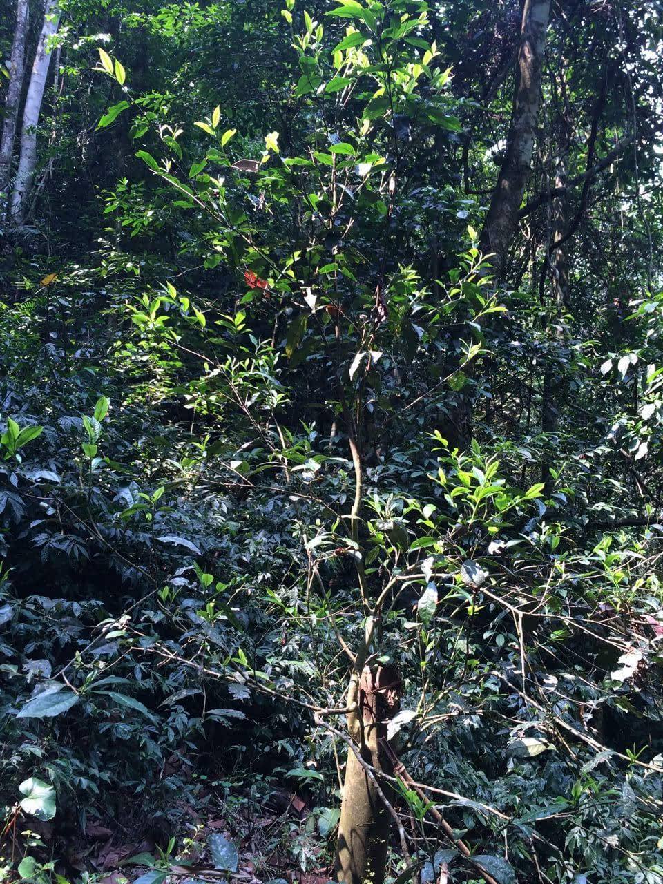 2022年高山寨古樹春茶多少錢一公斤？