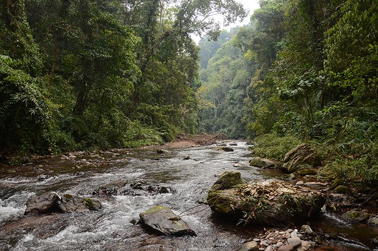 2022年銅箐河古樹春茶特點？