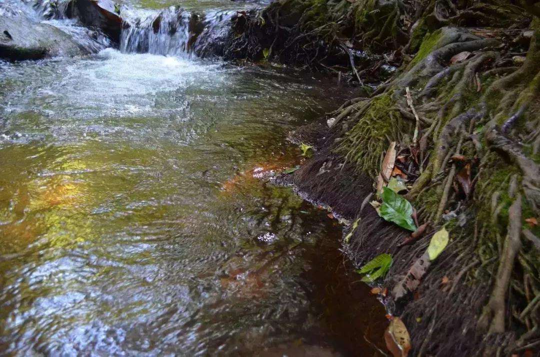 2022年銅箐河古樹春茶口感？