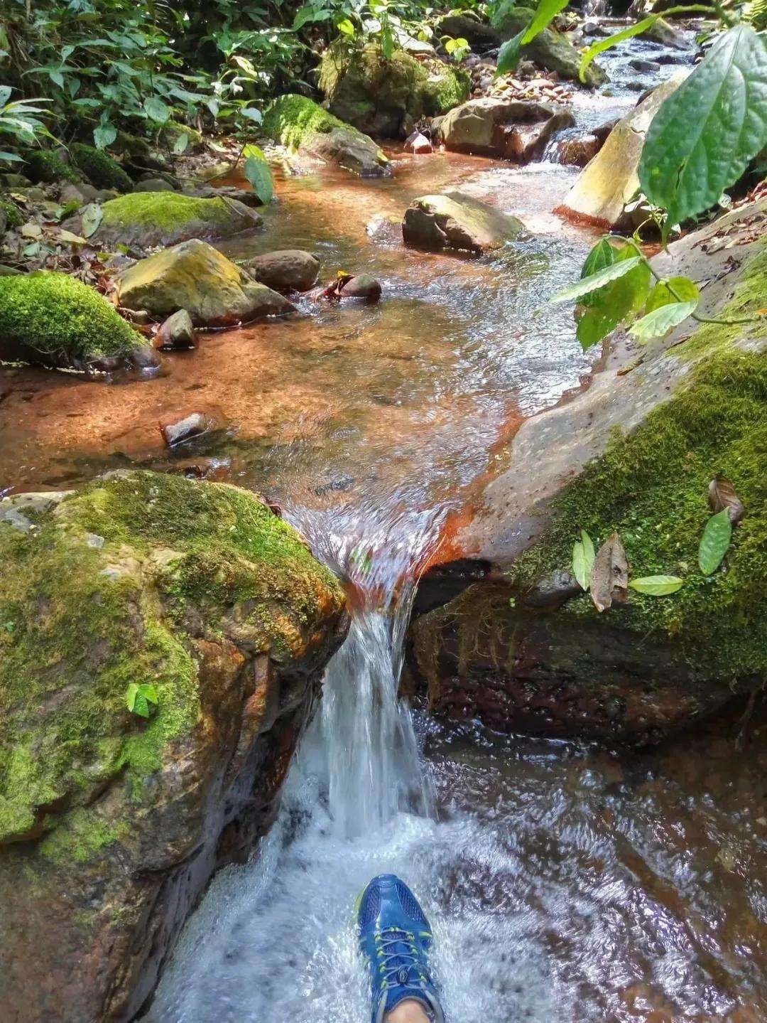 2022年銅箐河古樹(shù)春茶多少錢(qián)一公斤？