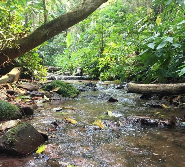 2022年情深所至 唯有銅箐河古樹春茶