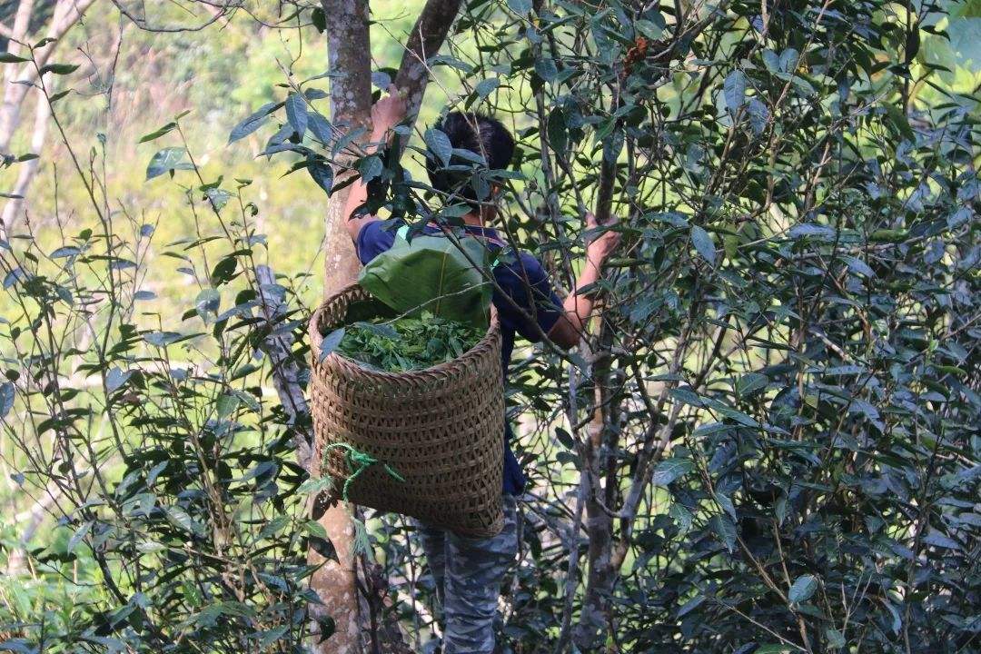 2022年百花潭古樹春茶特點？