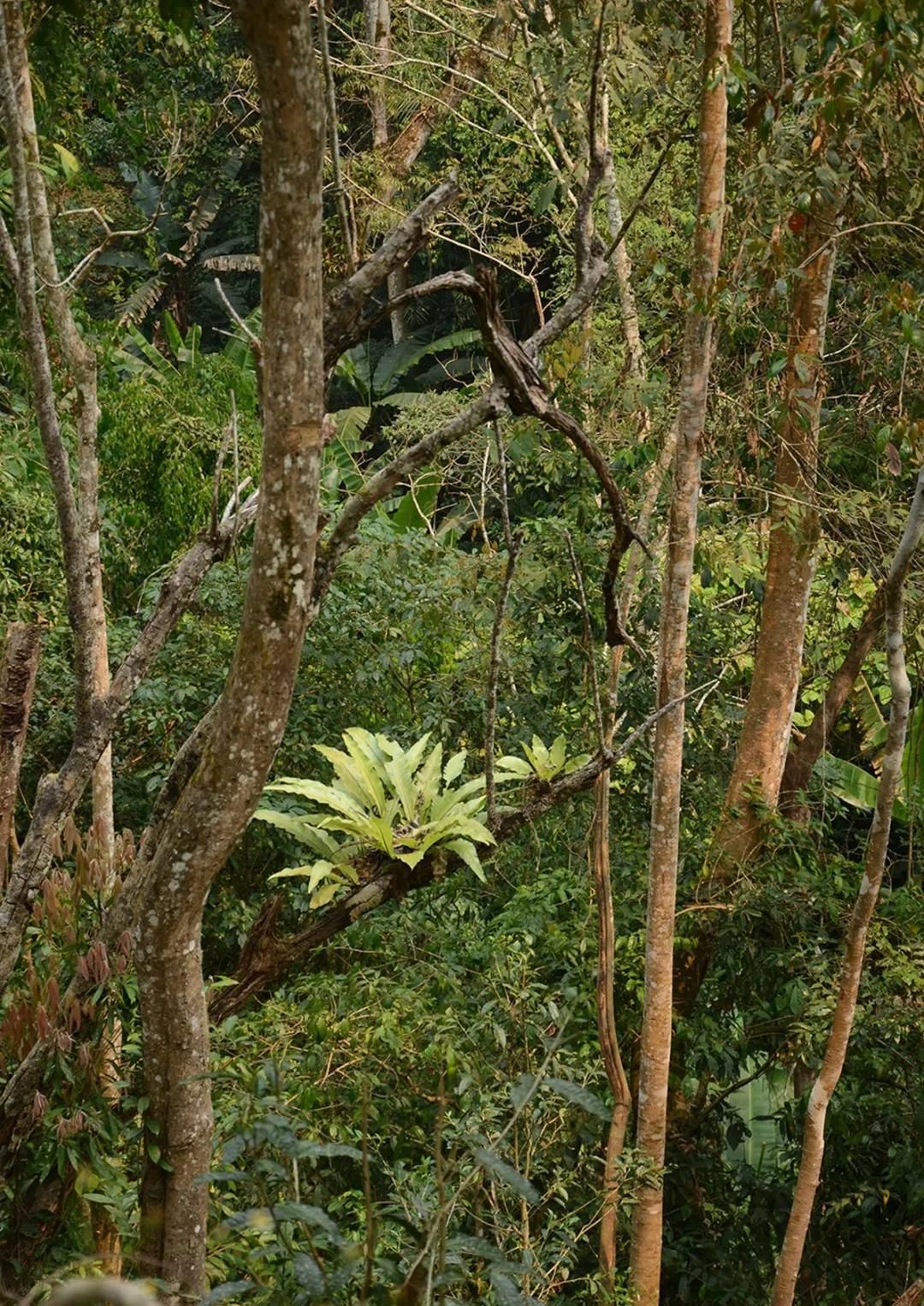 2022年百花潭古樹春茶多少錢一公斤？