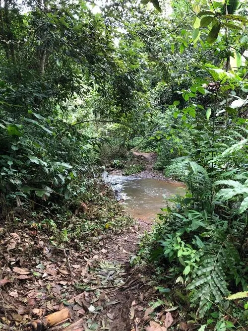 2022年蟒蛇箐古樹春茶價格？