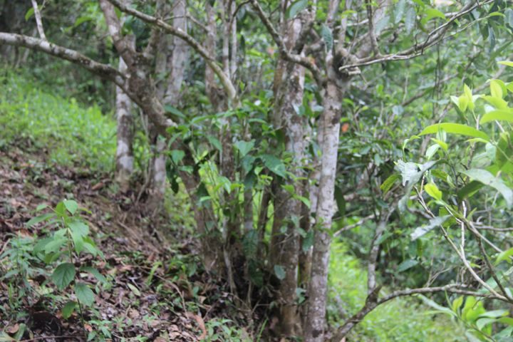 2022年銅箐河古樹春茶多少錢一公斤？