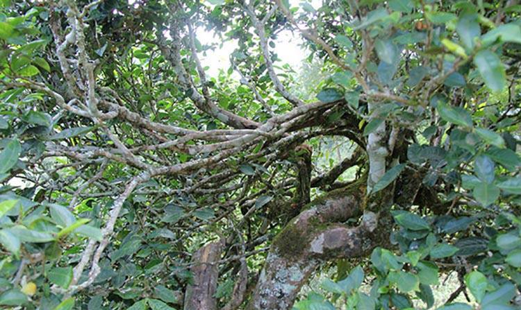 2022年倚邦曼拱古樹春茶特點？