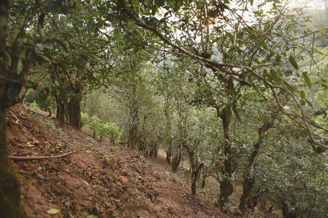 2022年倚邦曼拱古樹春茶口感？