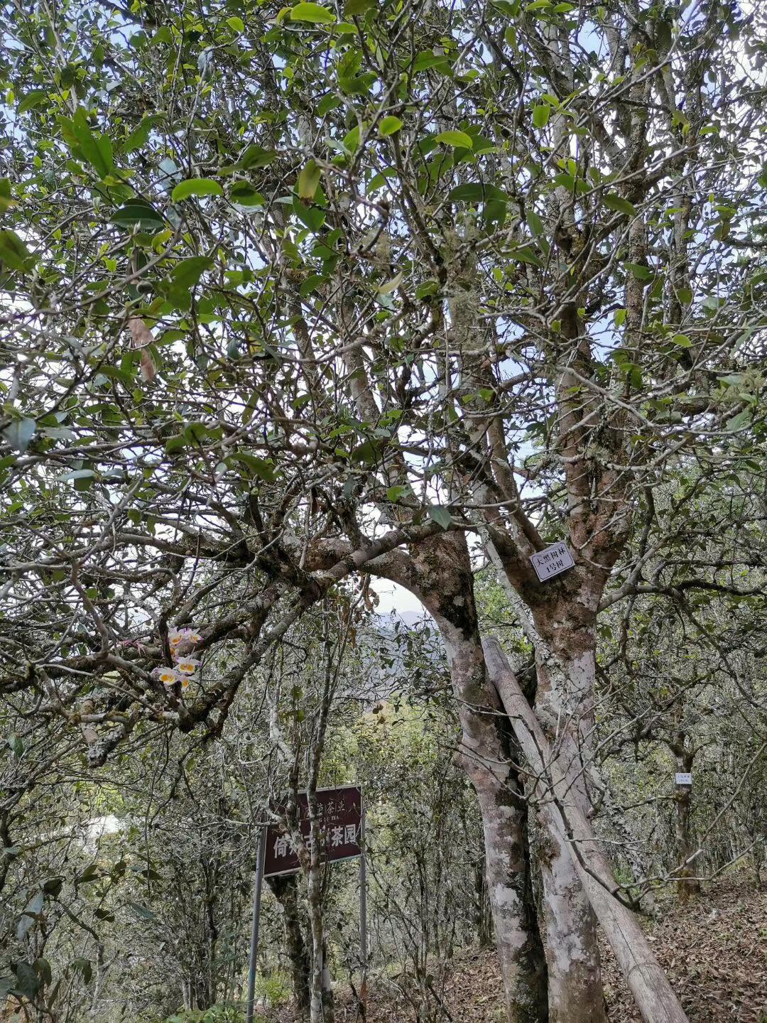 2022年大黑樹林古樹春茶特點？