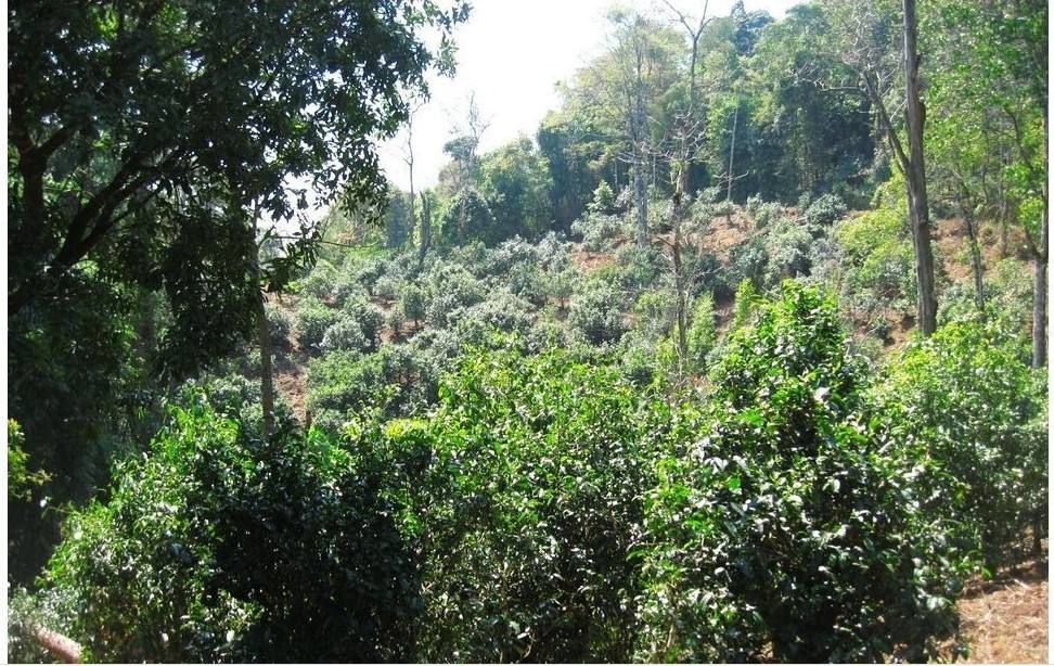 2022年大黑樹林古樹春茶口感？