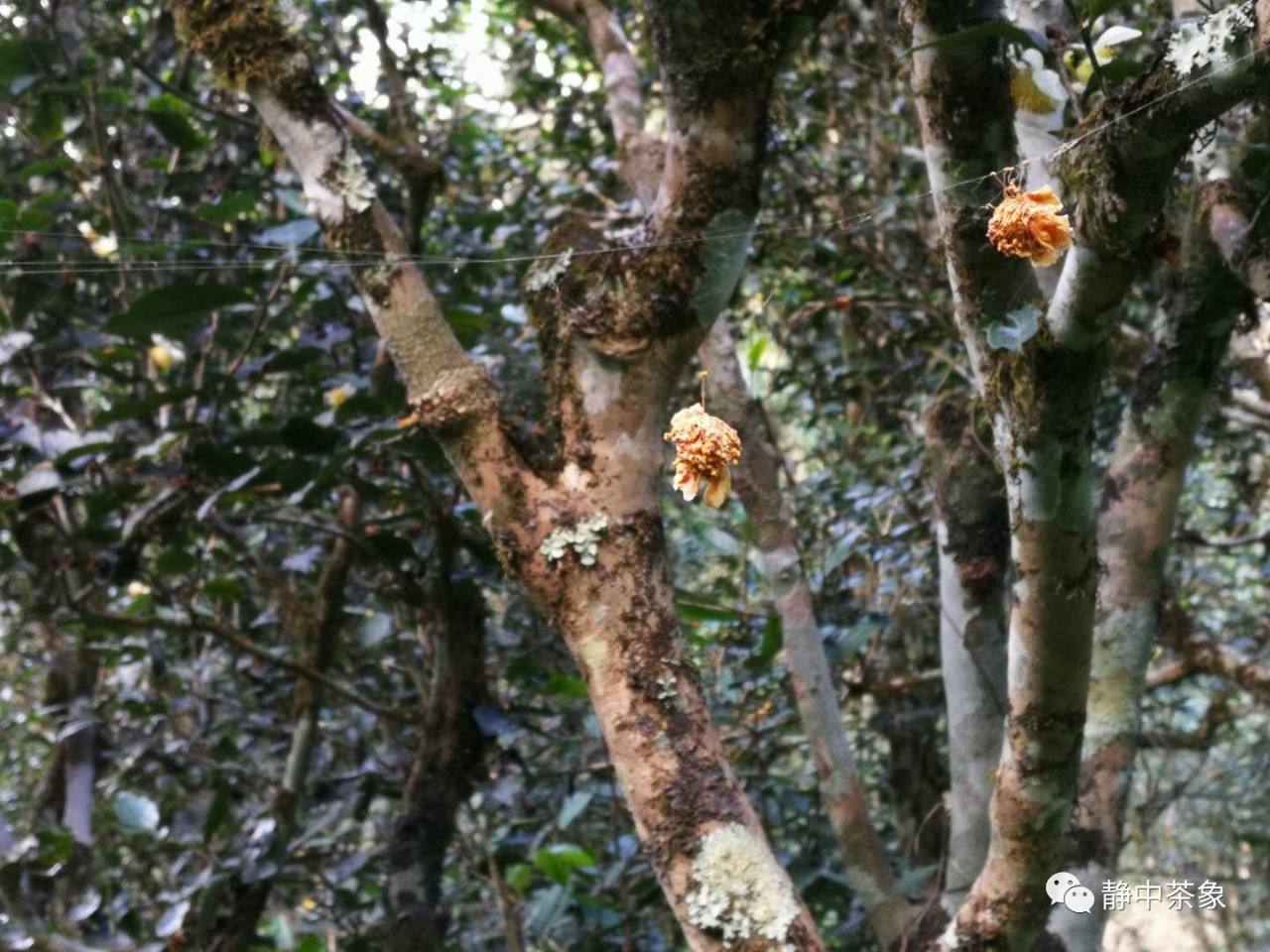 2022年大黑森林古樹(shù)春茶多少錢(qián)一公斤？