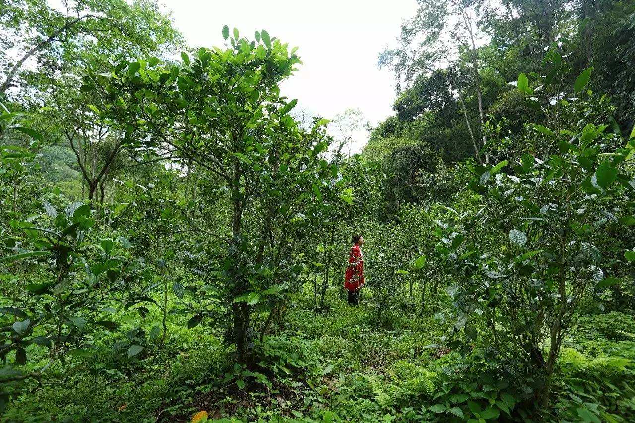 2022年曼松古樹春茶口感？