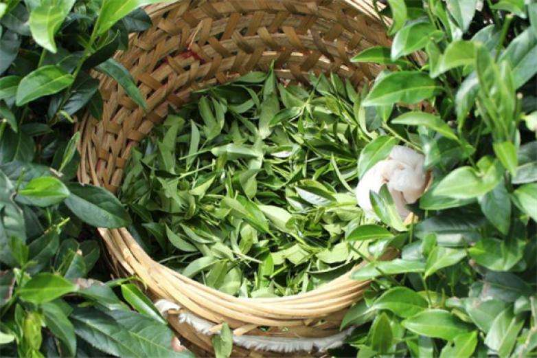 2022年曼松古樹(shù)春茶價(jià)格？