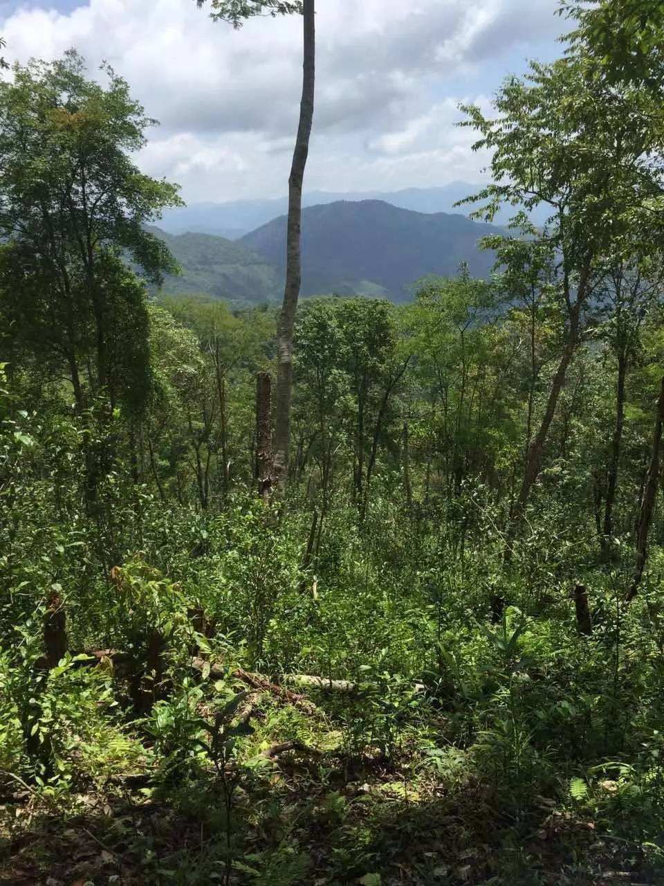 2022年一泡曼松古樹春茶？一飲帝王味……