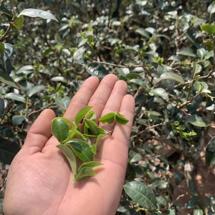 2022年倚邦貓耳朵古樹(shù)春茶口感？