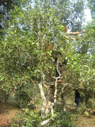 2022年蠻磚古樹春茶價格？