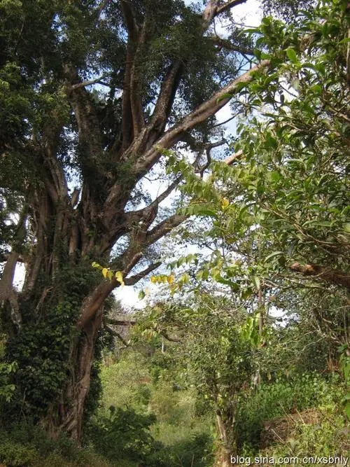 2022年蠻磚古樹春茶多少錢一公斤?