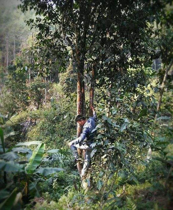 2022年桃子寨古樹(shù)春茶特點(diǎn)？