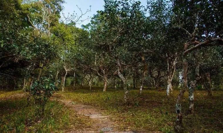 2022年桃子寨古樹春茶價(jià)格？