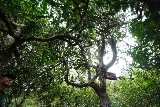 2022年桃子寨古樹(shù)春茶多少錢(qián)一公斤？