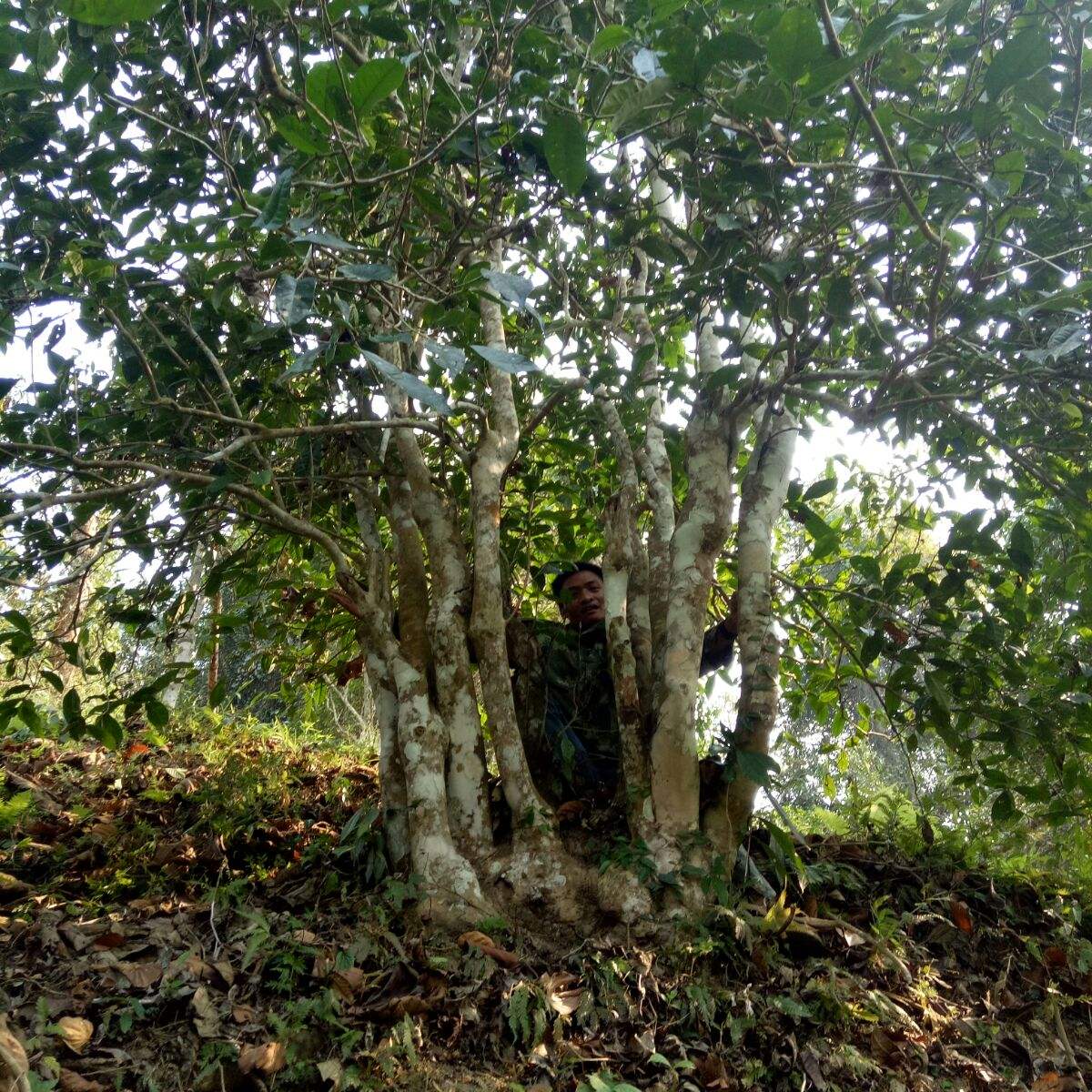 2022年蠻磚瓦龍古樹(shù)春茶特點(diǎn)？