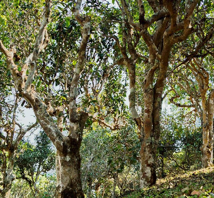 2022年蠻磚瓦龍古樹春茶價格？