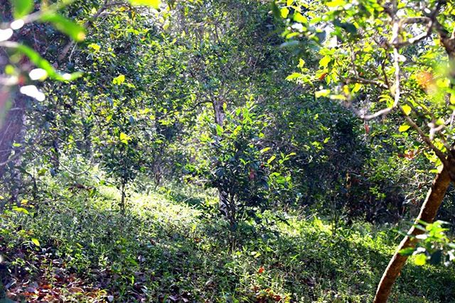 2022年革登古樹春茶價(jià)格？