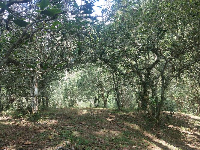 2022年革登古樹(shù)春茶多少一公斤？